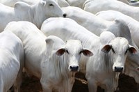 Projeto estende prazo para quitação de financiamentos da agropecuária