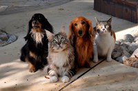 Cães, gatos, aves, peixes.  Você escolhe o seu favorito. Os pets têm lugar cativo na vida e no coração dos brasileiros.