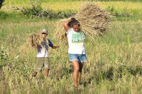 CRA analisa incentivo à produção de biocombustíveis da agricultura familiar