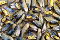 Título de Capital Nacional do Sururu para Maceió passa na CE