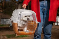 CMA analisa regras para guarda compartilhada de bichos de estimação