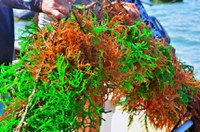 Cultivo de algas pode ser tema de audiência pública na CRA