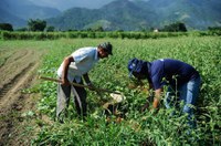 Senado vai analisar projeto que mantém Bolsa Família para contratados por safra