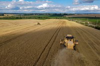 Lei concede a Guarapuava o título de Capital Nacional da Cevada e do Malte