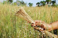 Mateiros (TO) é a Capital Nacional do Capim Dourado