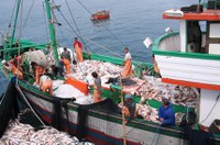 CRA analisa nova política para a pesca sustentável no Brasil