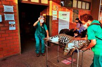 Proteção a animais vítimas de desastres ambientais retorna ao Senado