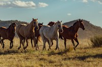 Dia Nacional do Criador de Cavalos será comemorado em 24 de novembro