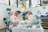 Vítima de violência doméstica terá direito a tratamento odontológico no SUS