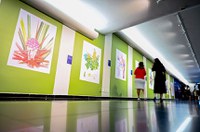 Senado inaugura exposição 'Brasil Aflora', com ilustrações de flores nativas