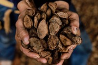Cidade de Sena Madureira agora é a Capital Nacional da Castanha