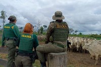 CRA debate apreensão de gado pelo Ibama em áreas embargadas