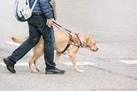 CDH aprova projeto que assegura cão de assistência em transportes coletivos