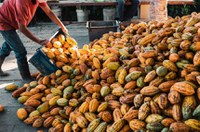 CDR vota anistia a dívida de produtores de cacau