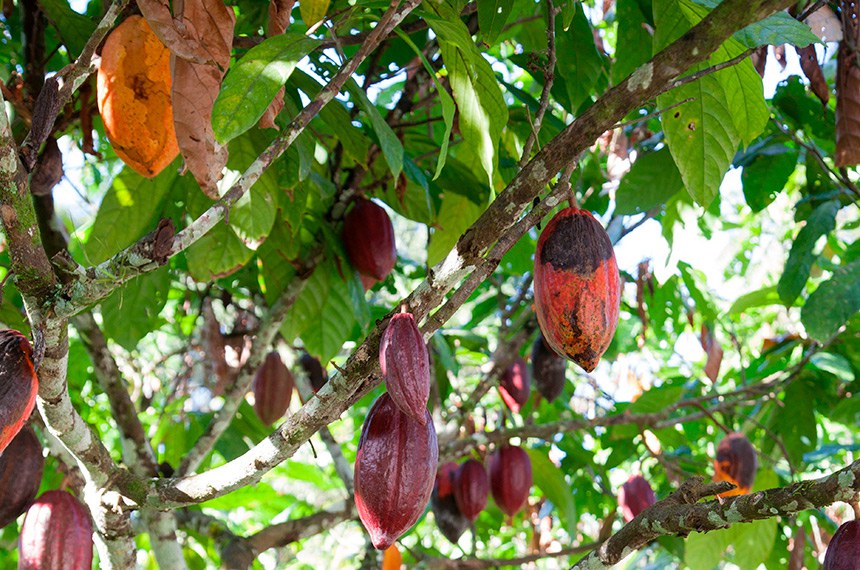 O projeto, do senador Angelo Coronel (PSD-BA), estabelece o programa Renova Cacau, que concede anistia total às dívidas contraídas pelos cacauicultores da Bahia em um programa anterior de incentivo ao setor. O programa também tem como objetivos o fortalecimento dos órgãos técnicos que dão suporte aos produtores e a reestruturação econômica do setor.