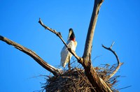 Estatuto do Pantanal agora é lei