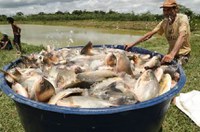 CCJ pode votar ampliação do seguro agrícola para outras atividades rurais