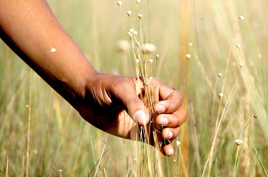 A rota turística destaca o capim dourado como símbolo cultural e econômico da região - Foto: MMULLER