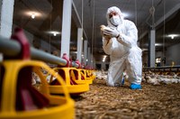 Publicada lei resultante da MP que destina R$ 83,5 mi para sanidade agropecuária