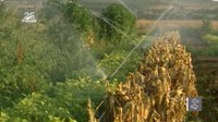 Agricultura irrigada no Brasil precisa receber mais atenção, dizem especialistas