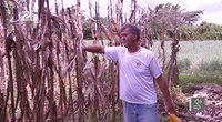 Senado aprova auxílio a pequenos produtores rurais afetados pela pandemia