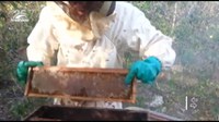 Segue para o Plenário projeto que cria política de incentivo à produção de mel