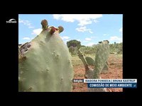 Política de Desenvolvimento Sustentável da Caatinga pode recuperar bioma e alavancar a economia