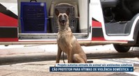 Cão treinado para proteger mulheres de agressão passa por ambientação no Senado