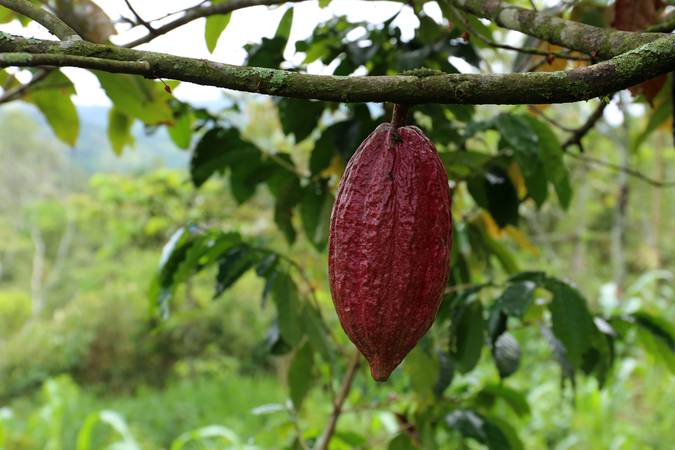 Cacao Tree - Theobroma cacao - Organic cocoa fruit pods