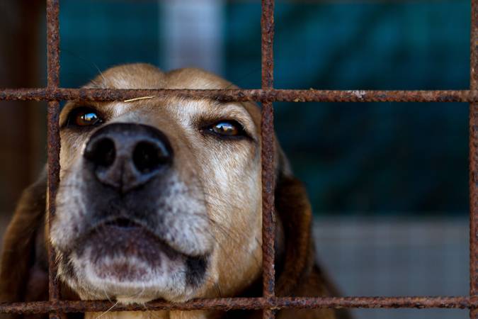 Head of a hunting dog looking melancholically through the bars of his cage