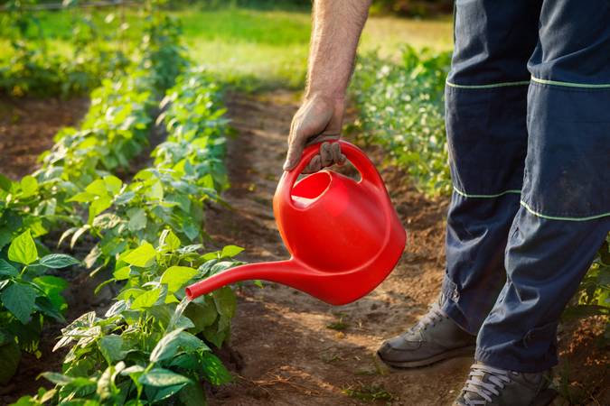 Farmer watering plants in garden with watering can