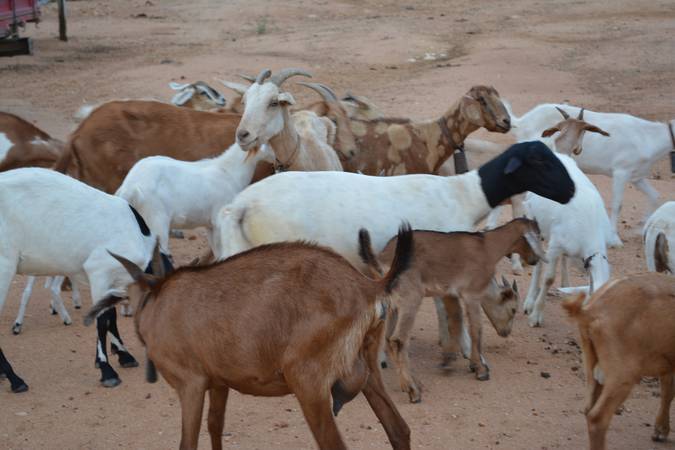 Grupo de cabras com apenas uma delas percebendo ou se interessando pelo fotógrafo.