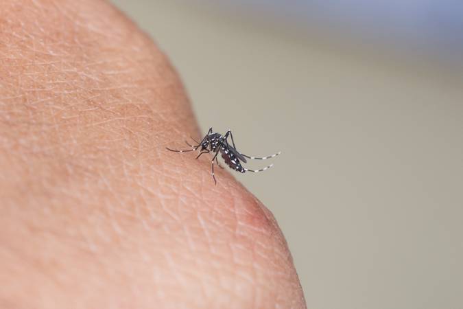 A Mosquito sucking human blood.