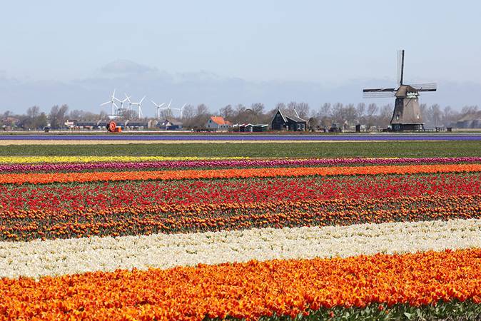 spring in holland with tulip flowers red on flower meadow windmill