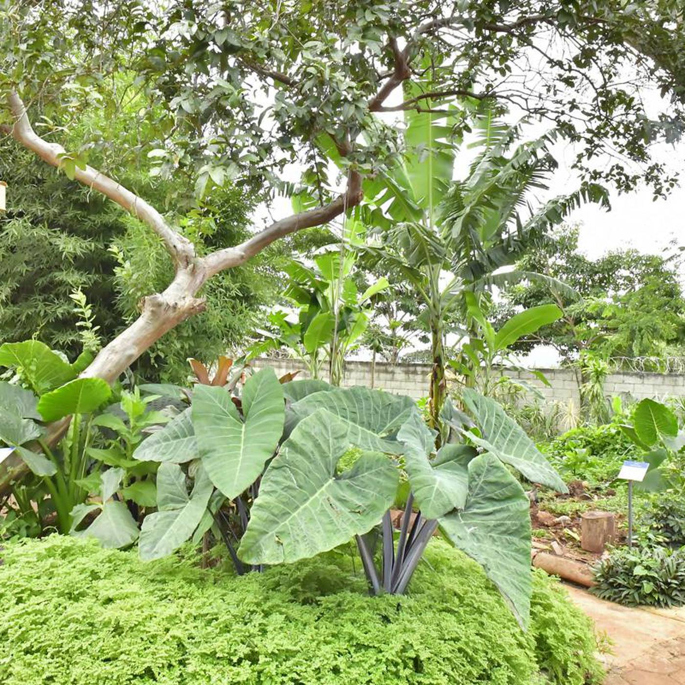 Projeto Viveiro do Senado vence prêmio nacional na área ambiental