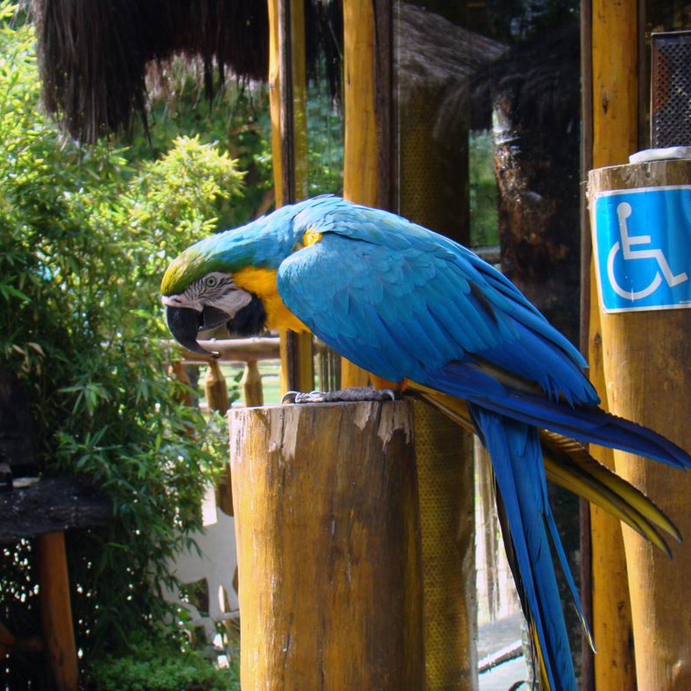 Instituto Arara Azul leva projeto de conservação para o Cerrado do DF