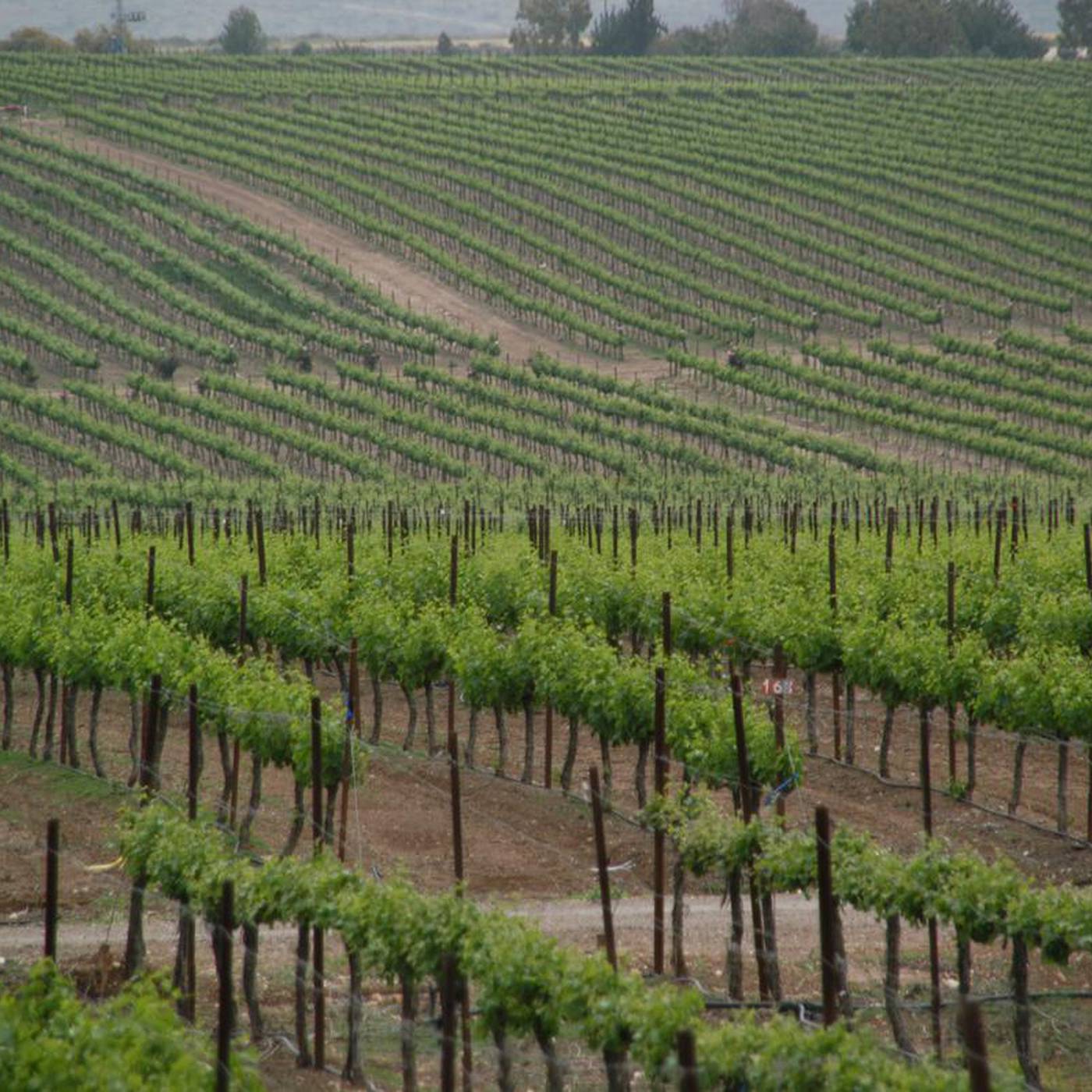 Agricultura em áreas desérticas de Israel pode servir de exemplo para o Nordeste