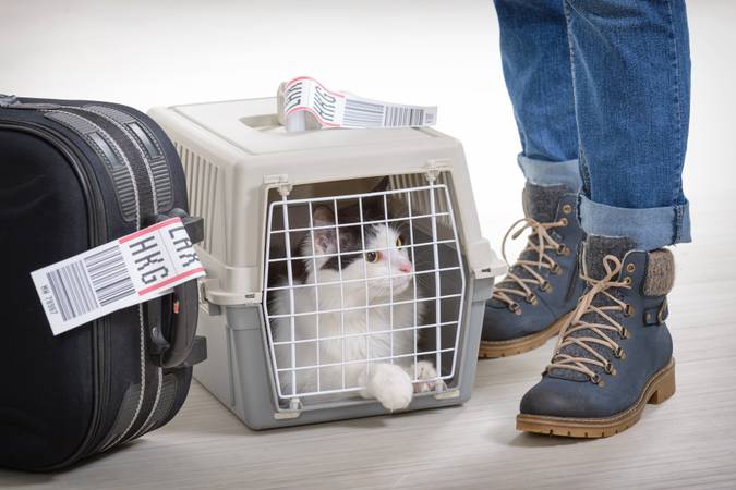 Cat in the airline cargo pet carrier waiting at the airport after a long journey