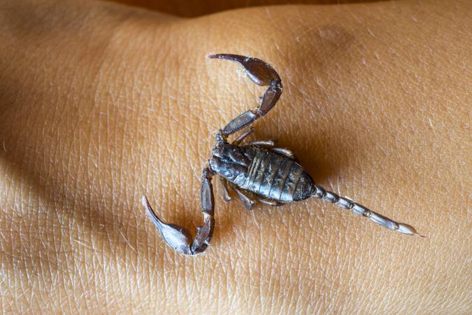 Black scorpion in hands of brave girl