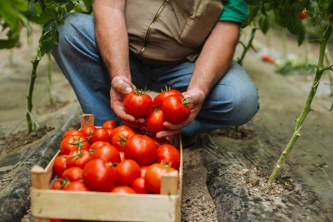 Fresh organic tomatoes 