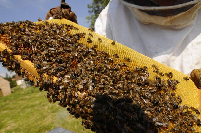 honeycomb,honeycomb,bee,beekeeping,bee,bees,animals