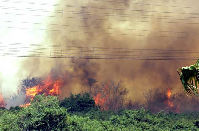 Vegetação do Pantanal sendo consumida pelo fogo. A imagem mostra vegetação ainda verde e as labaredas de fogo avançando, jogando no ar uma imensa coluna de fumaça cinza/amarelada. 