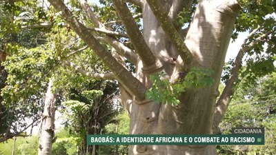 Projeto conta a história dos baobás, árvores tradicionais africanas, para educar contra o racismo