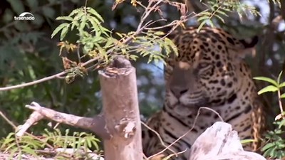 Dia do Pantanal: faltam políticas de conservação e desenvolvimento sustentável (audiodescrição)