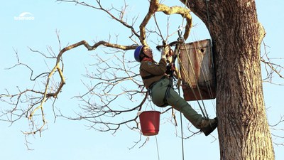 Neiva Guedes trabalha há 34 anos na conservação das araras-azuis