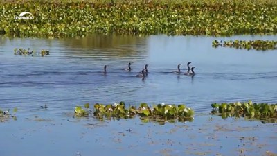 Estatuto do Pantanal é aprovado no Senado; bioma bateu recordes de queimadas em junho de 2024