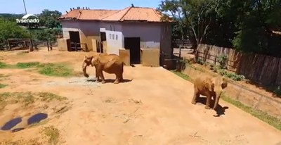 Zoológicos e aquários são muito mais do que espaços de lazer