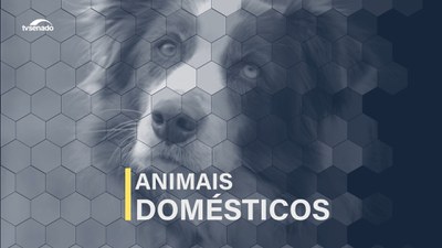 Animais domésticos em debate: leis e a punição dos maus-tratos