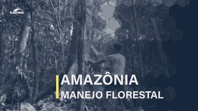 Manejo florestal na Amazônia: especialistas apontam alternativas para deter o desmatamento