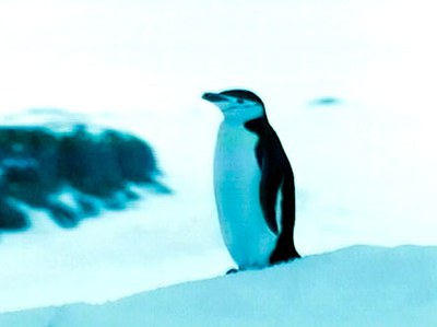 Brasil Antártica